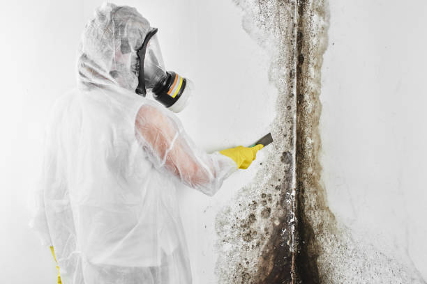 Best Emergency Mold Remediation in Vinton, IA