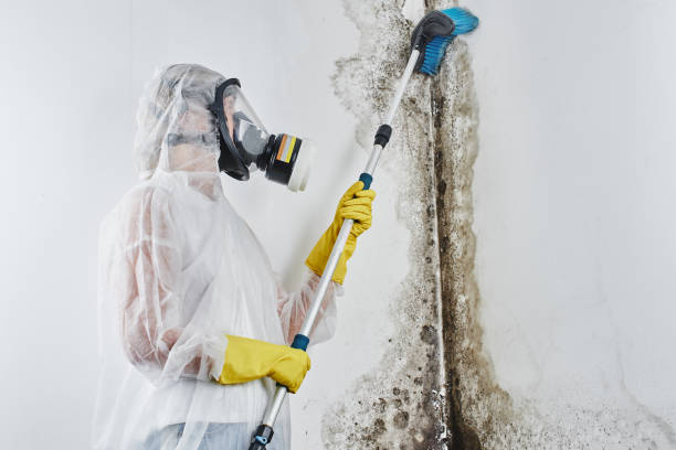 Best Industrial Mold Remediation in Vinton, IA